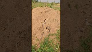 2 rear krait snake in a rate youtubeshorts [upl. by Alorac]