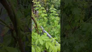 粉紅玫瑰花苞 nụ hồng R multiflora street tree VID20240923170537 [upl. by Atineg]