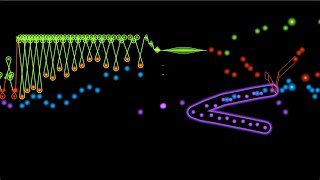 Bach quotThe Wedgequot animated score for Prelude and Fugue in E minor BWV 548 [upl. by Acilef670]