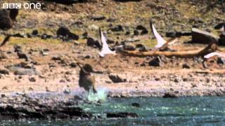 Killer Baboons Hunt Flamingos Narrated by David Tennant  Earthflight  BBC One [upl. by Jacobs]