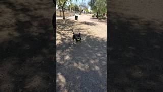 So Happy With His Softball lozokennels tchalla fyp softball youtubeshort [upl. by Nigen]