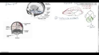 Meiosis and Cell Division Grade 12 Life Sciences [upl. by Enilamme]