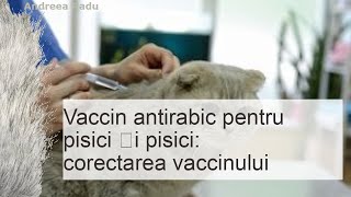 Vaccinăm o pisică împotriva rabiei tipuri de vaccinuri efectul asupra corpului pisicii momentul [upl. by Rochelle]