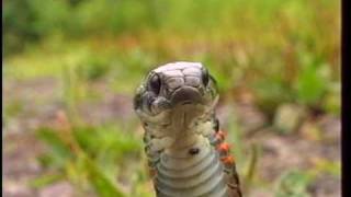 Тигровый уж и лягушка Chinese tiger snake vs frog [upl. by Ernst]