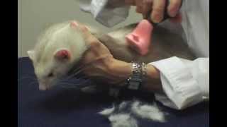 FURminator deShedding Small Animals [upl. by Daryle]