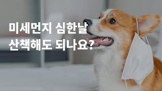 봄이 오기 전 필수시청 강아지미세먼지 심할 때 산책은 [upl. by Lorrayne]