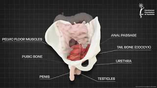 Male pelvic floor muscle  3D animation [upl. by Soloma]