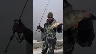 ШИКАРНЫЙ СУДАК duo tetra works react 65 fishing рыбалка рыбалки судак спиннинг [upl. by Chaworth18]