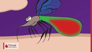 Mechanism of a Mosquito Bite [upl. by Erde875]