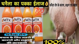 Vet UseMtx Liquid 500Ml Winvet Pharma थनेला रोग का सबसे अच्छा इलाज [upl. by Frolick]