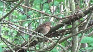 Juvenile Robin UK Wildlife [upl. by Ayyn855]