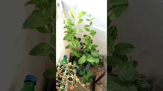 Mogre ke plant me dher Sare phool pane h to is tips ko follow kareshortsgardeningmograviralvideo [upl. by Maddox798]