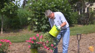 How to Plant Knockout Roses by Brighter Blooms Nursery [upl. by Winther]