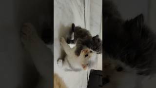 KITTENS Go CRAZY Fighting Each Other😍cat [upl. by Alaekim]