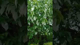 Davidia involucrata the handkerchief tree nature gardening spring [upl. by Atsyrk]