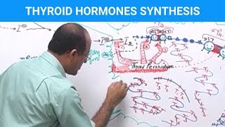 Thyroid Hormones Synthesis  Thyroid Gland 👨‍⚕️ [upl. by Akimahs71]