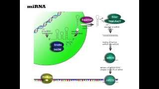 Eukaryotic Gene Structure [upl. by Linnet]