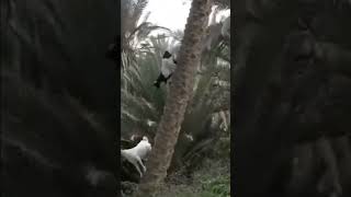 Goats climb up and down almost vertical palm trees [upl. by Ilona220]