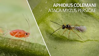 Aphidius colemani ataca Myzus persicae [upl. by Netsrik256]