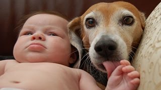 Perritos lindos y perros juegan con Compilación bebés 2015 NUEVA EDICIÓN HD [upl. by Hugues788]