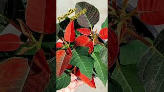 For sale Poinsettia youtubeshorts shorts gardening [upl. by Casaleggio]