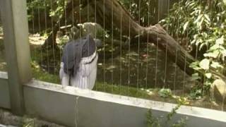 Andean Condor Vulture The Largest Flying Bird In The World At The Bronx Zoo [upl. by Brennen]