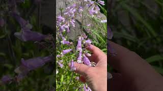 Native Plants Hairy Beardtongue Penstemon hirsutus for a Pollinator Garden [upl. by Anaxor]