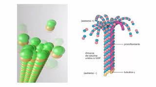 Citoesqueleto microtúbulos [upl. by Florina]