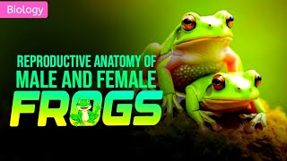 REPRODUCTIVE SYSTEM OF FROG CLASS 11  3D ANIMATION [upl. by Traweek941]