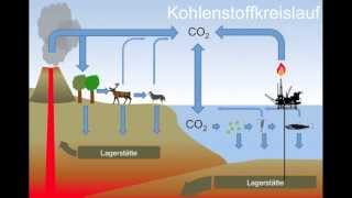 Auswirkungen der Ozeanversauerung auf Kalkalgen [upl. by Woolley697]