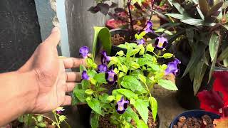 ഈ ചെടി വീട്ടിൽ ഉണ്ടെങ്കിൽ സൂപ്പർ 👌 Torenia plant care in malayalam [upl. by Nyladnewg]