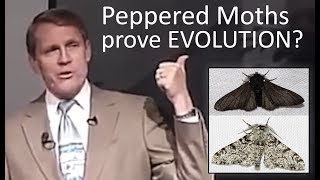 Do Peppered Moths Prove Evolution  Kent Hovind [upl. by Ilegna]