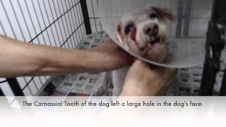 Final Video Carnassial Tooth Abcess in a 13yearold Dog [upl. by Koren]