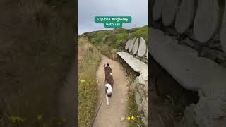 Exploring DogFriendly Anglesey [upl. by Hetty]