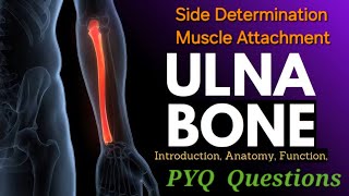 Ulna Bone Anatomy  Side Determination  Surface  Muscle Attachment  Ulna anatomy bdc [upl. by Miquela]