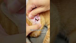 Spring and summer are the high incidence of ear mites must clean their cats’ ears regularly cat [upl. by Salina]