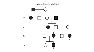 La généalogie en génétique [upl. by Annirac]