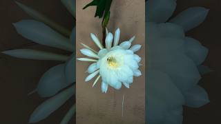 Nishagandhi  Night Queen  Epiphyllum Oxypetalum Blooming [upl. by Bron296]