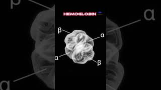 What is the Hemoglobin and its composition  hemoglobin blood [upl. by Algy]