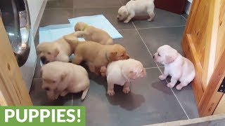 Golden Labrador puppies deliver cuteness overload [upl. by Barling]