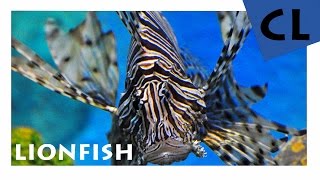 HD Der Feuerfisch  Lionfish  Der schöne Salzwasserfisch von dem man die Finger lassen sollte [upl. by Neik]