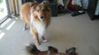 Sheltie Talk  Hear Our Shetland Sheepdogs Sing [upl. by Bannerman]