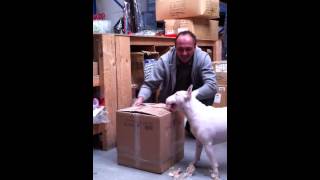 Good English Bull Terrier trick Training Bull Terrier 2015 [upl. by Odraccir606]