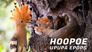 HOOPOE  Upupa epops  Bird feeding their young [upl. by Ainos]