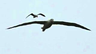 Fleetwood Mac  Albatross The Pious Bird Of Good Omen [upl. by Enohpesrep]