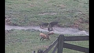 Fox vs Canada Goose [upl. by Macguiness41]