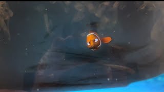 My Least Favorite Part of Finding Nemo [upl. by Rica]