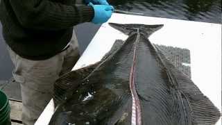 How to Filet a Halibut [upl. by Fosque408]