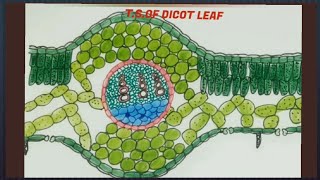 How to draw T S of dicot leaf easily step by step [upl. by Niltiac]