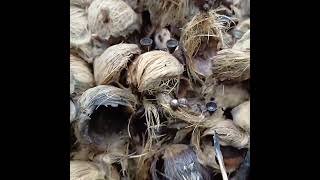 Natural habitat and Areca catechew husk as new host of Cyathus Berkeleyanus birds nest fungi 3 [upl. by Stockmon]